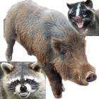 害獣画像 by 便利屋 よろず屋