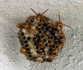 アシナガハチの巣画像 by 便利屋 よろず屋