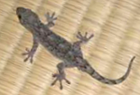ヤモリ画像 by 便利屋 よろず屋